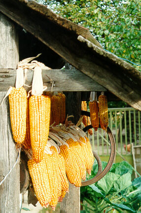 Dried cornwebs