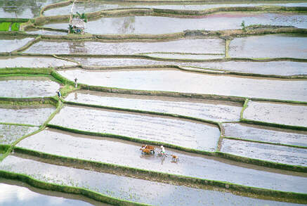 Rice paddies 3.