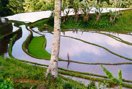 Rice paddies 4.