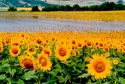 Sunflowers in flood 1.